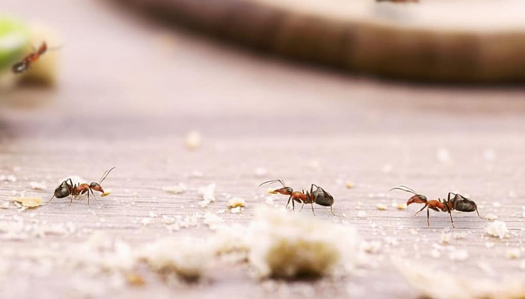 Insetti in casa: come accorgersi di un’infestazione prima che sia troppo tardi