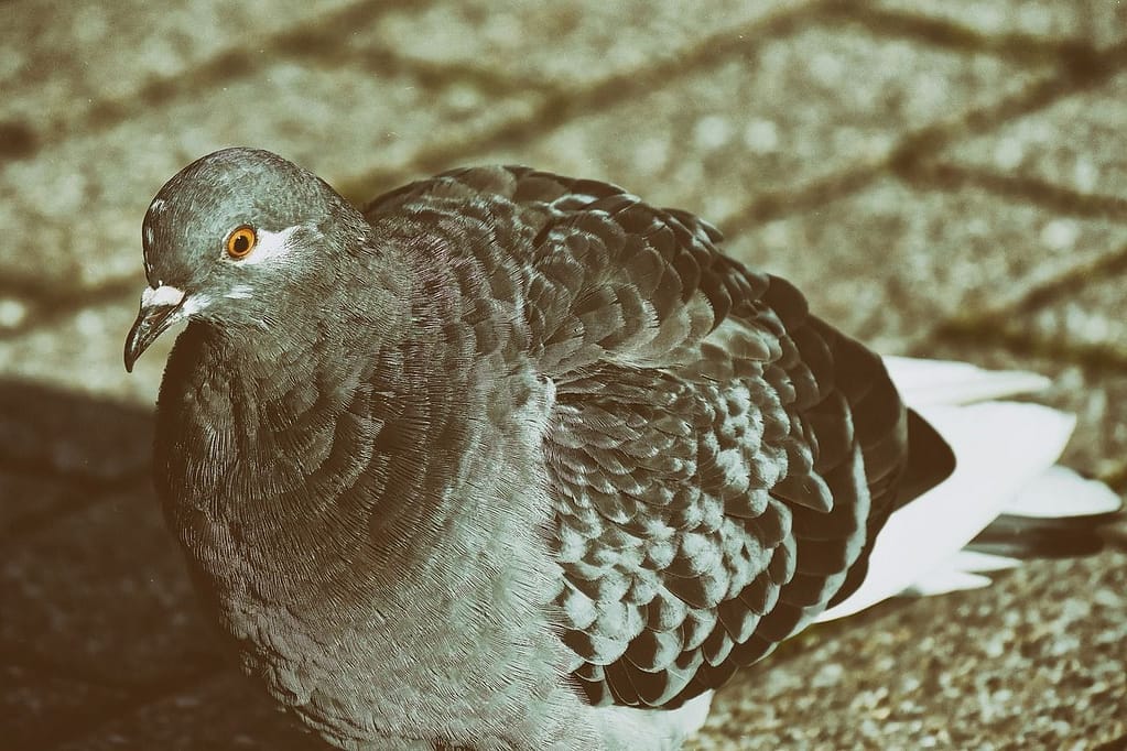 L’importanza di controllare i piccioni