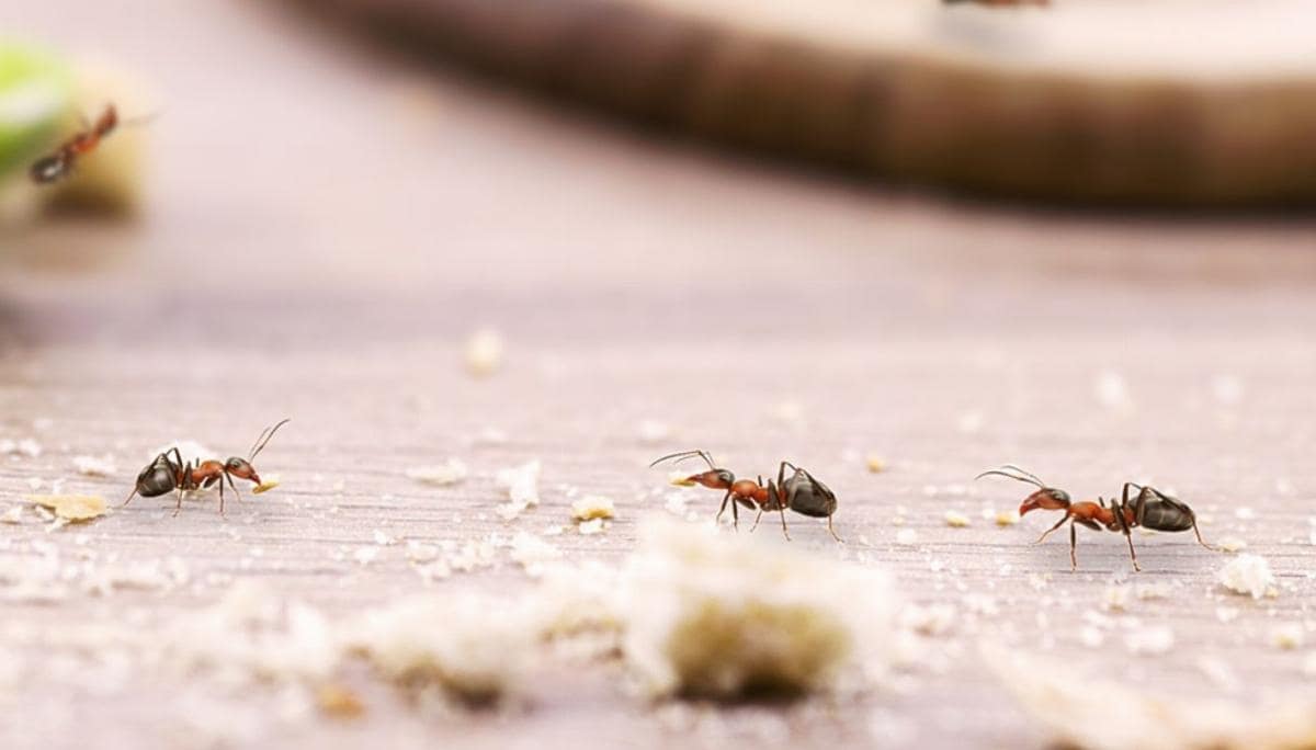 Insetti in casa: come accorgersi di un’infestazione prima che sia troppo tardi